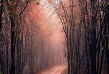 多特蒙德重振旗鼓，霍芬海姆涉险绝杀：德甲赛场上的激情与戏剧